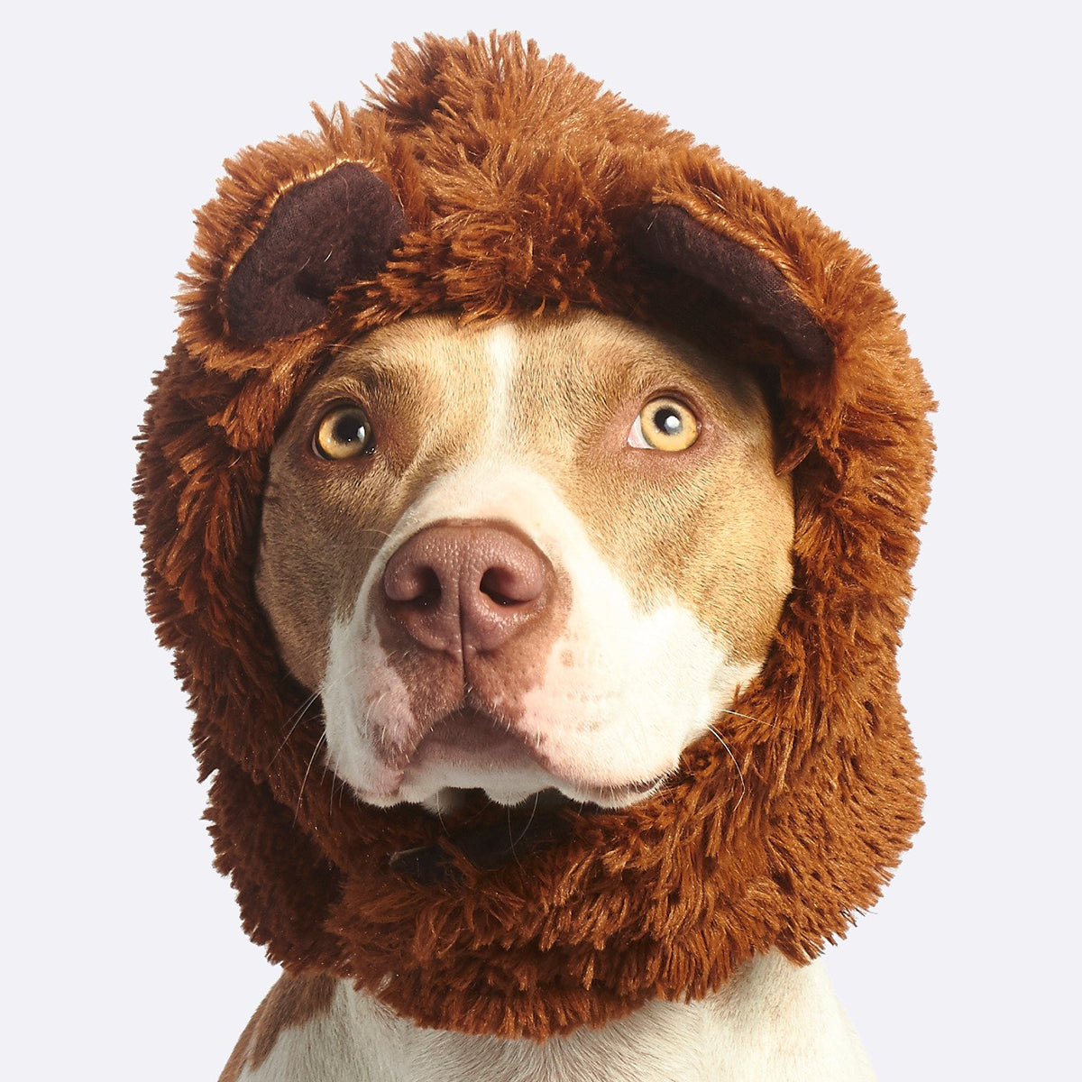 Holiday Gift Guide - Gifts for Pitbull Moms & Dads