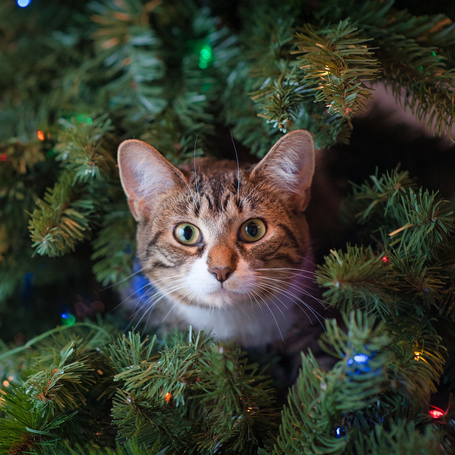 Holiday Gift Guide - Gifts for Cat Lovers