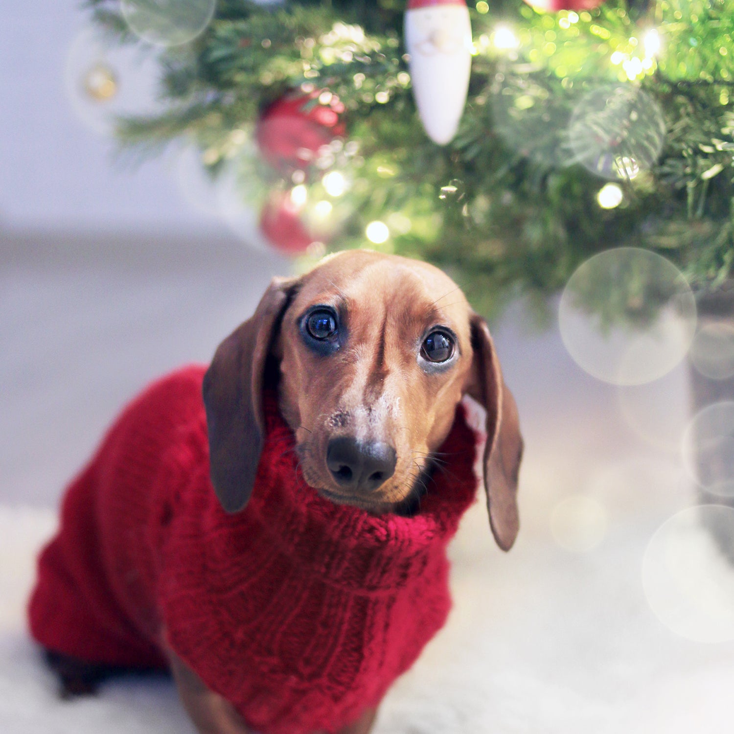 Holiday Gift Guide: Gifts for Dog Lovers