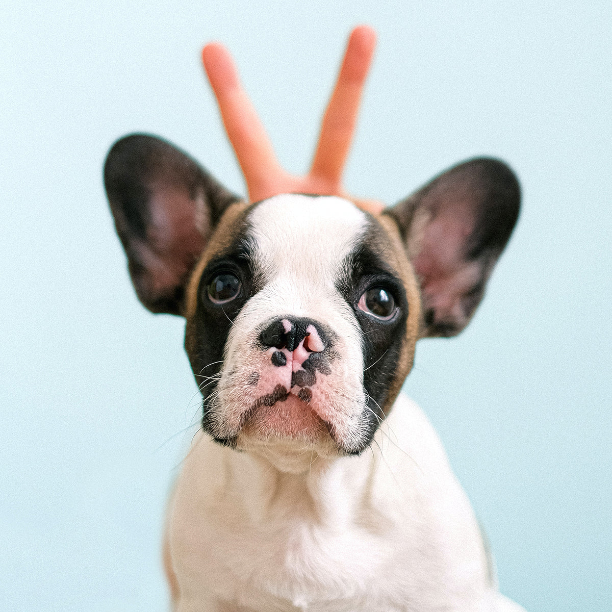 Holiday Gift Guide - Gifts for Frenchie Moms & Dads