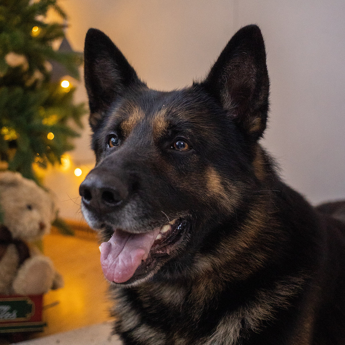 Holiday Gift Guide - Gifts for German Shepherd Moms & Dads