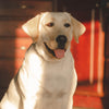 Holiday Gift Guide - Gifts for Labrador Moms & Dads